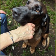 adjustable sterling silver bracelet with deer teeth detail