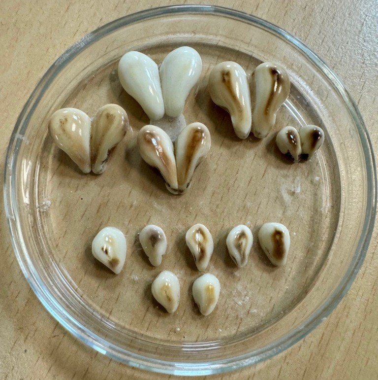 Grandle jelenia i grandle łani